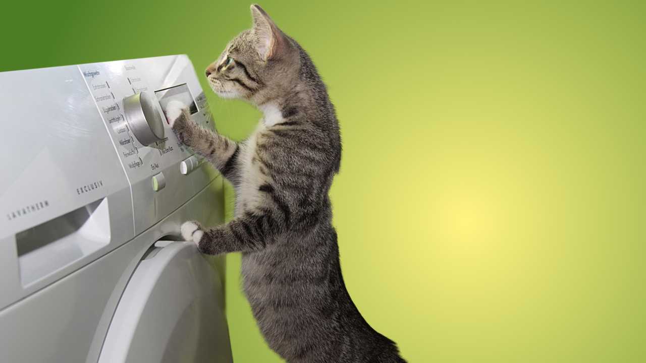 Cat operating a clothing dryer.